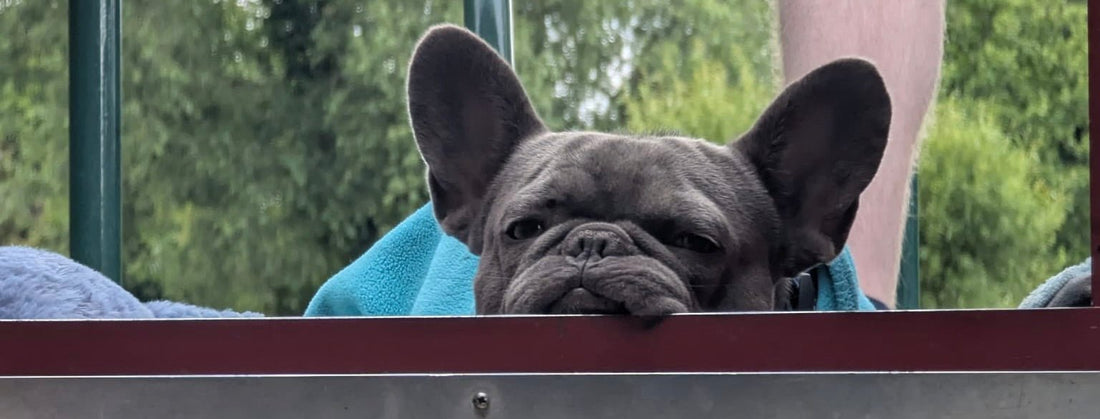 How to Help Your Pets Deal with the Heat - Meatball