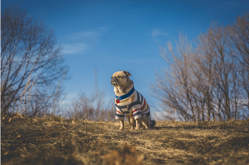 Lost Pet? Your First 24-Hour Plan - Meatball