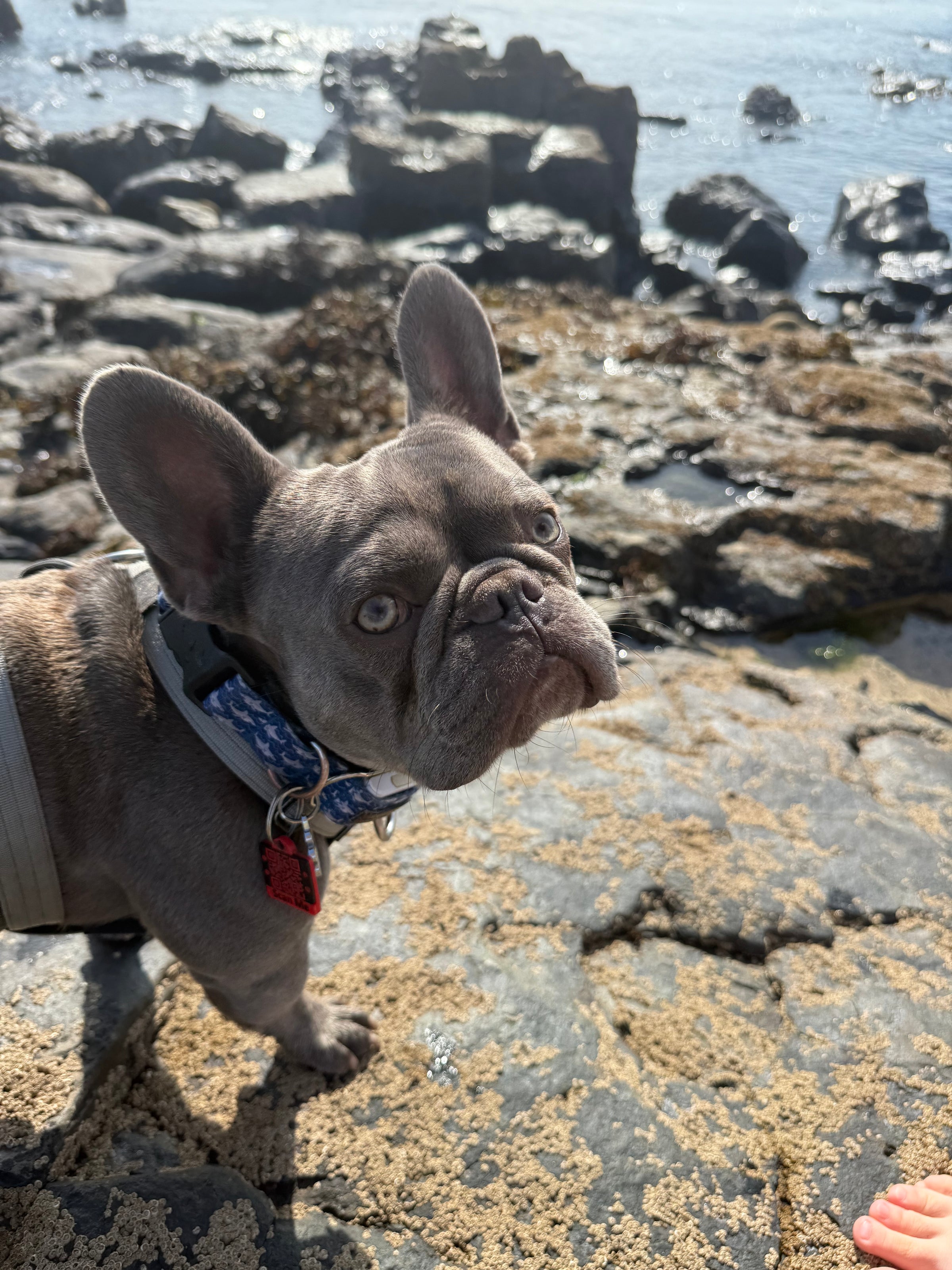 Meatball wearing the Meatball QR code tag