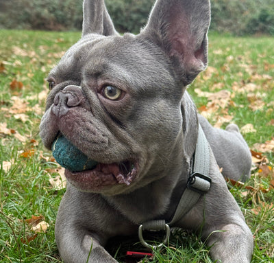 Meatball