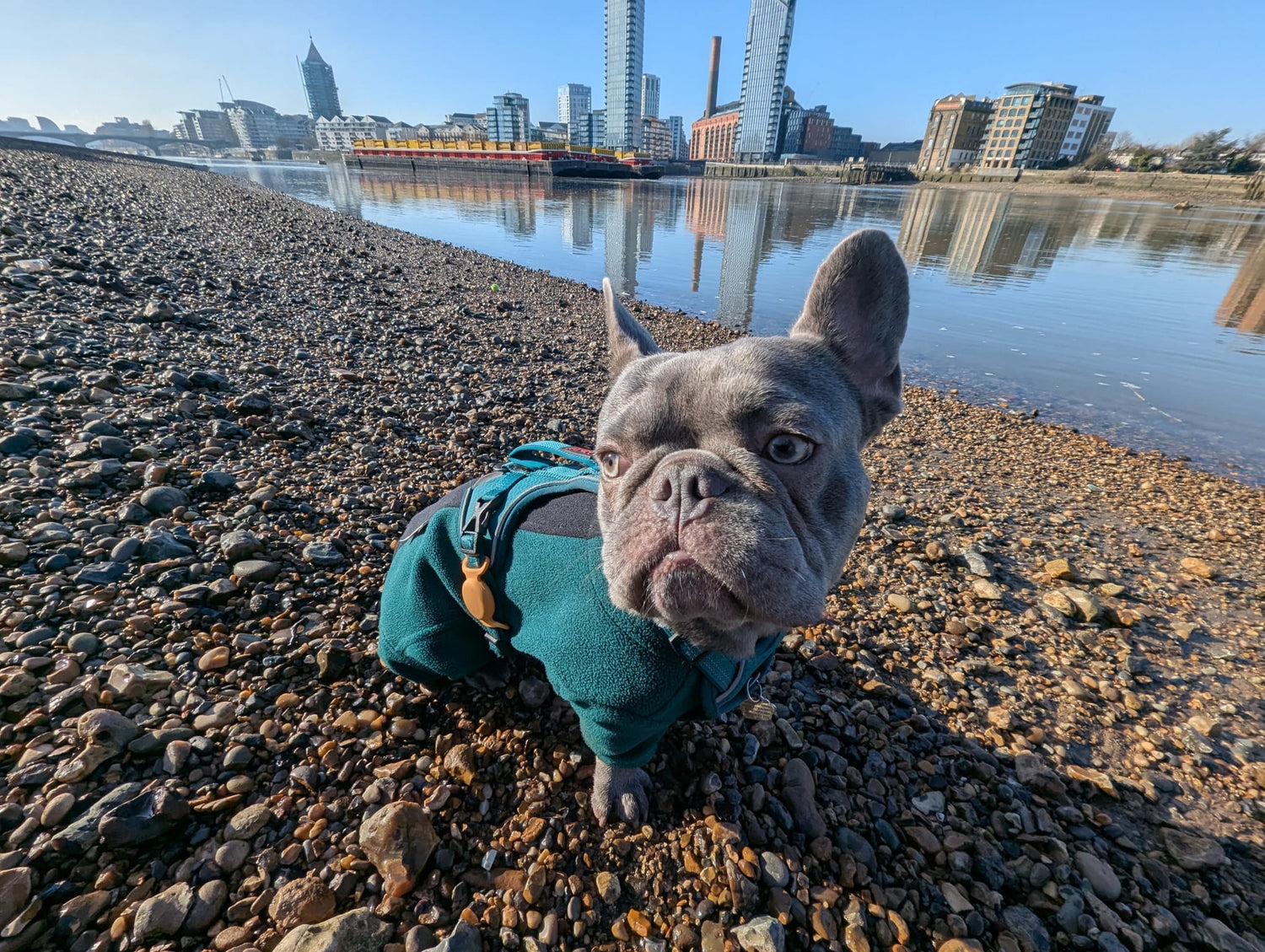 dog on the thames beach in onesie