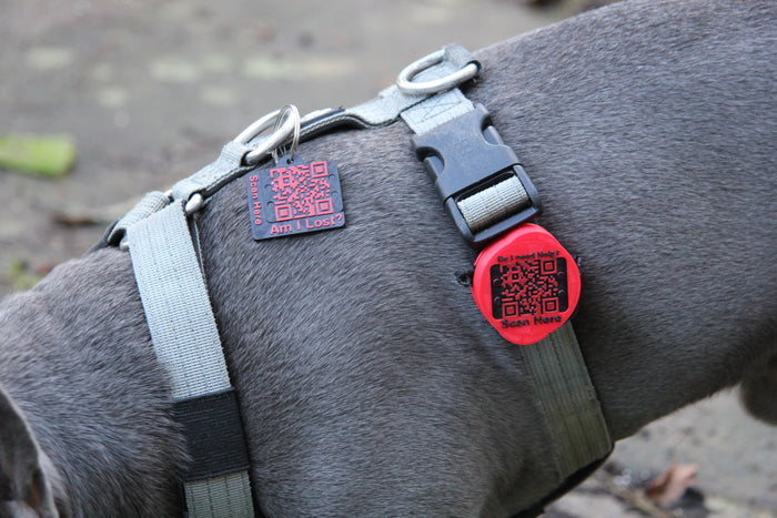 Meatball Full Bundle