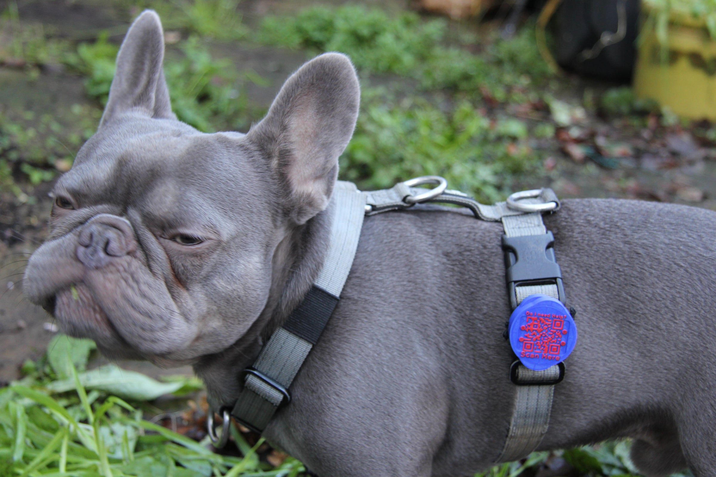 Meatball wearing the Meatball QR code tag