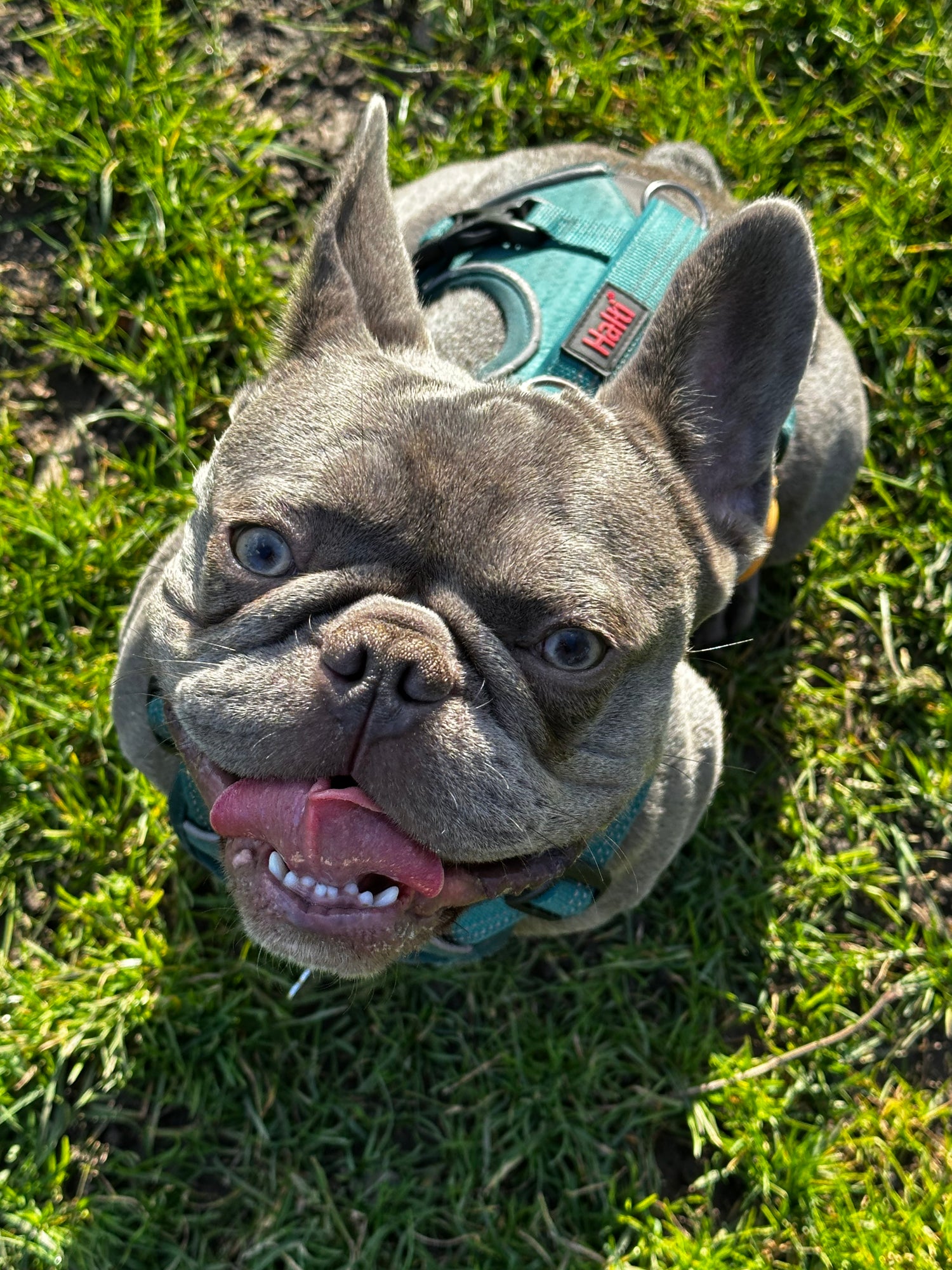 picture of meatball who inspired the company