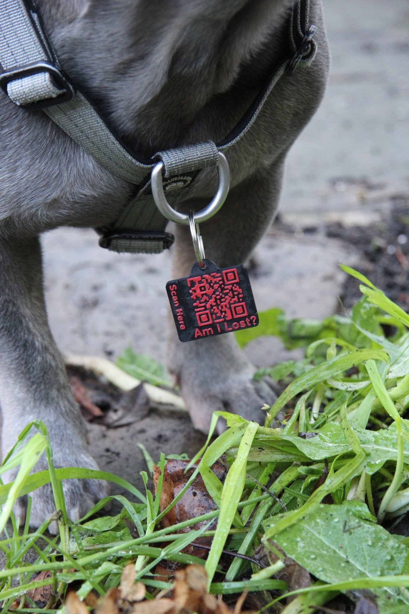 Complete Pet Safety Bundle - Meatball - QR code dog tag - QR code cat tag - lot pet tag tracker - pet tag tracker - lost pet help - runaway pet tracker - GPS tracker for pet - pet tag