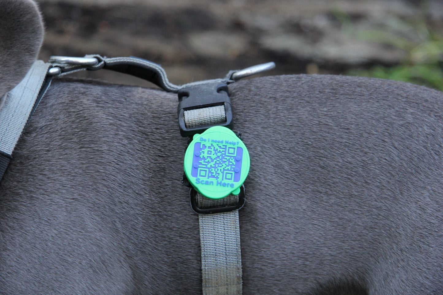 Complete Pet Safety Bundle - Meatball - QR code dog tag - QR code cat tag - lot pet tag tracker - pet tag tracker - lost pet help - runaway pet tracker - GPS tracker for pet - pet tag