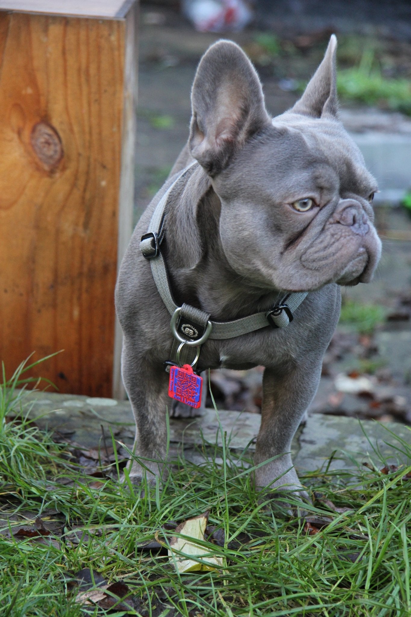 Complete Pet Safety Bundle - Meatball - QR code dog tag - QR code cat tag - lot pet tag tracker - pet tag tracker - lost pet help - runaway pet tracker - GPS tracker for pet - pet tag