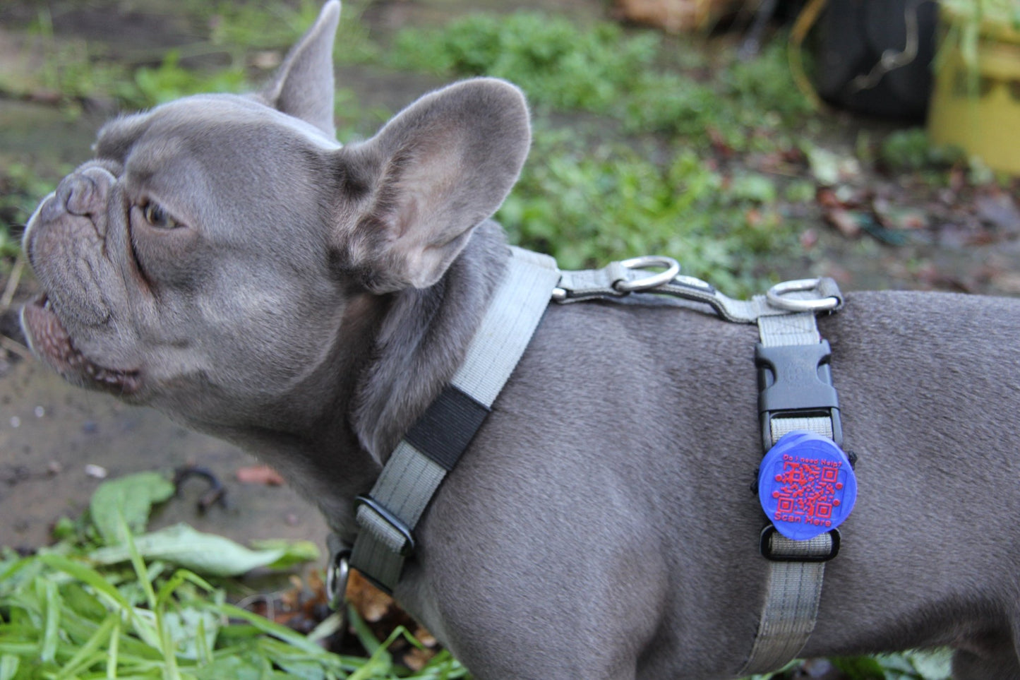 Complete Pet Safety Bundle - Meatball - QR code dog tag - QR code cat tag - lot pet tag tracker - pet tag tracker - lost pet help - runaway pet tracker - GPS tracker for pet - pet tag