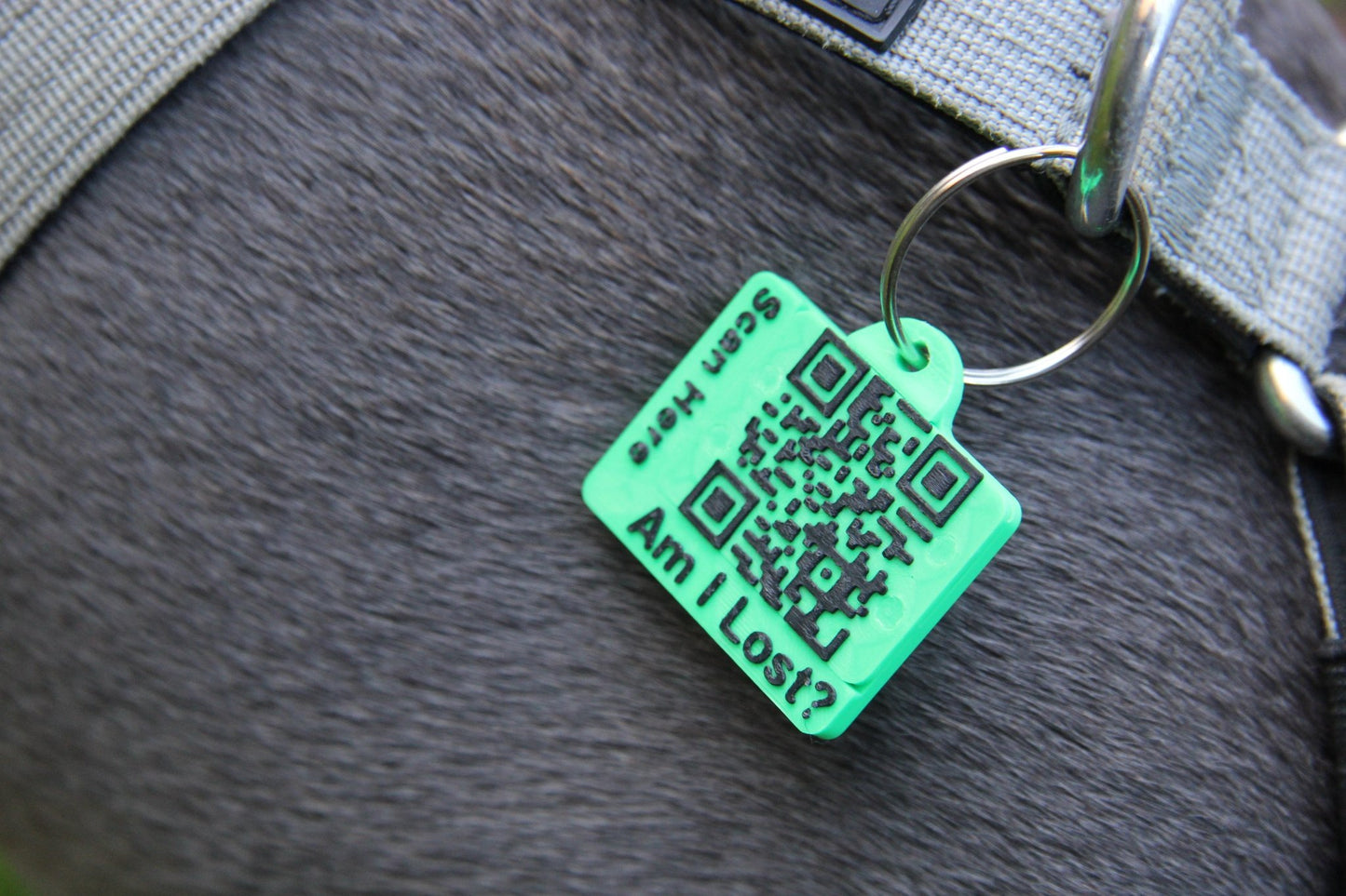 Complete Pet Safety Bundle - Meatball - QR code dog tag - QR code cat tag - lot pet tag tracker - pet tag tracker - lost pet help - runaway pet tracker - GPS tracker for pet - pet tag
