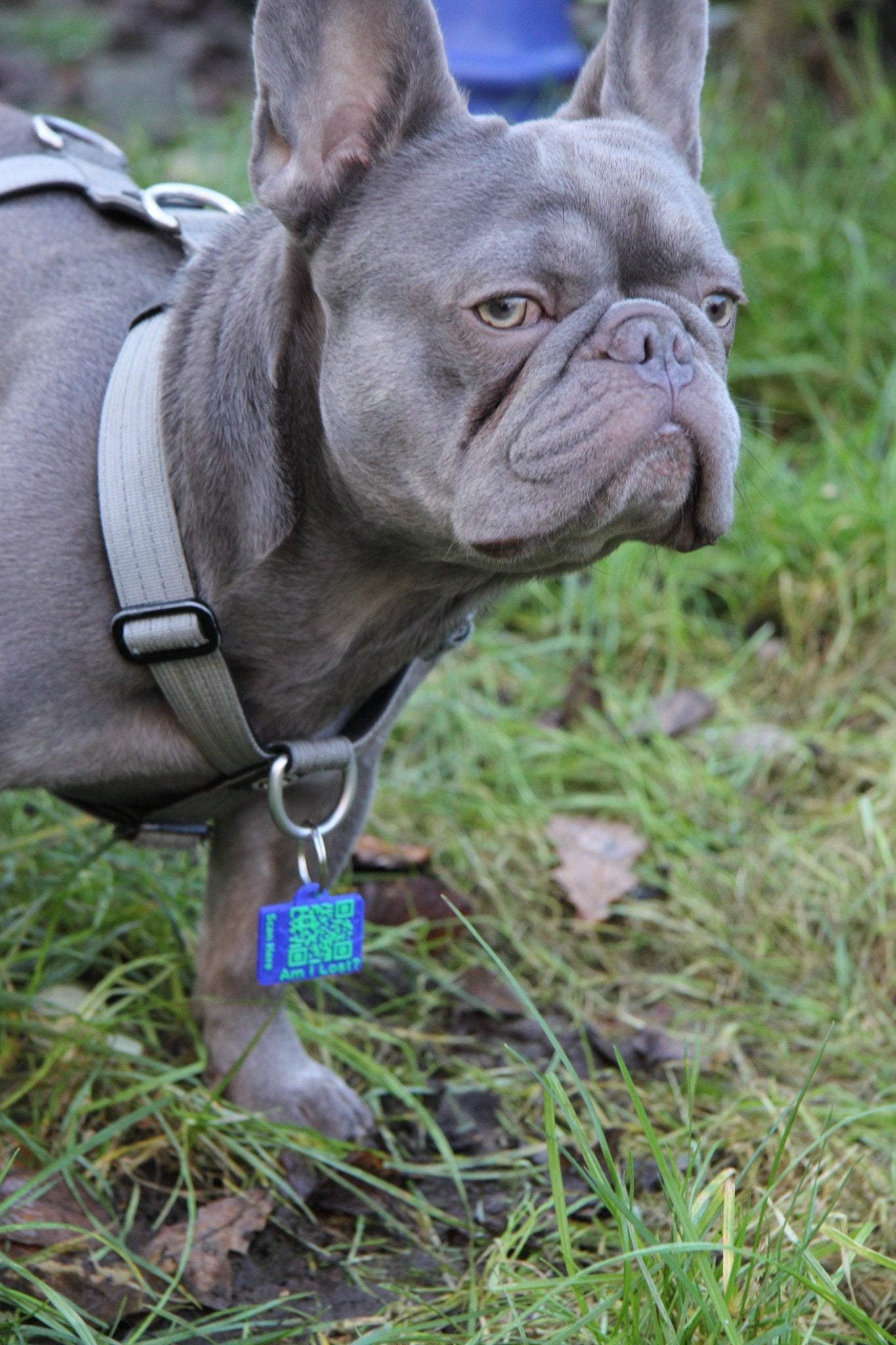 Complete Pet Safety Bundle - Meatball - QR code dog tag - QR code cat tag - lot pet tag tracker - pet tag tracker - lost pet help - runaway pet tracker - GPS tracker for pet - pet tag