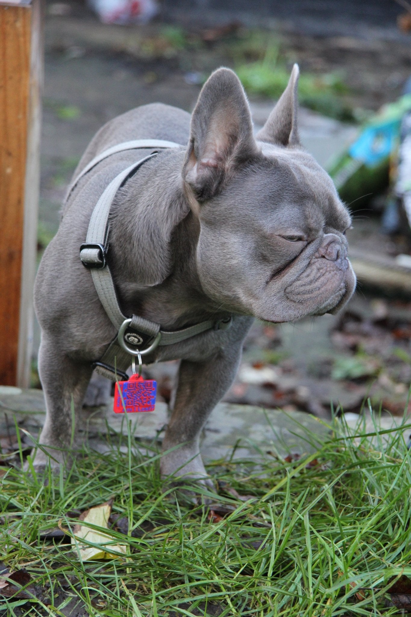 Complete Pet Safety Bundle - Meatball - QR code dog tag - QR code cat tag - lot pet tag tracker - pet tag tracker - lost pet help - runaway pet tracker - GPS tracker for pet - pet tag