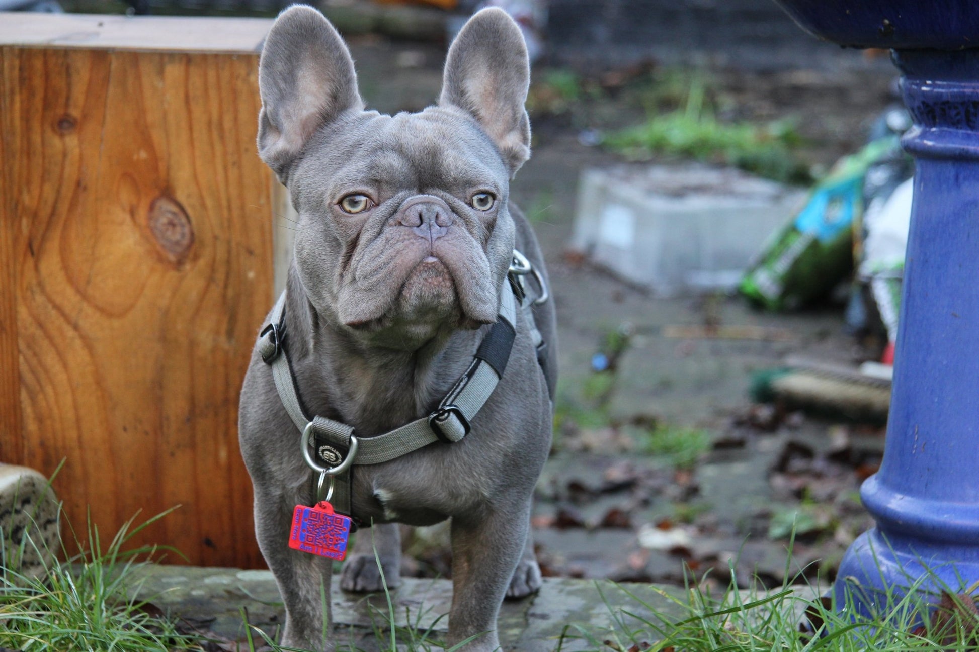 Complete Pet Safety Bundle - Meatball - QR code dog tag - QR code cat tag - lot pet tag tracker - pet tag tracker - lost pet help - runaway pet tracker - GPS tracker for pet - pet tag