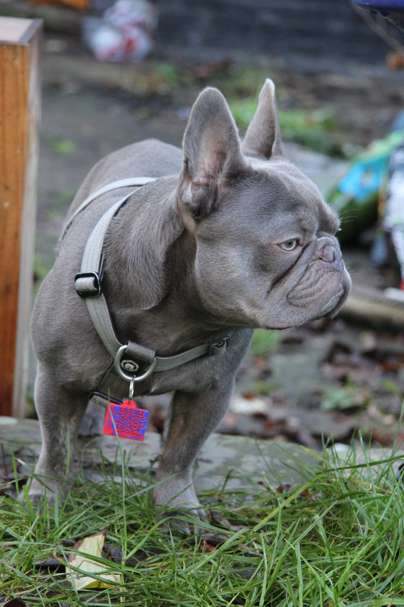 Smart QR Pet Tag - Meatball - QR code dog tag - QR code cat tag - lot pet tag tracker - pet tag tracker - lost pet help - runaway pet tracker - GPS tracker for pet - pet tag