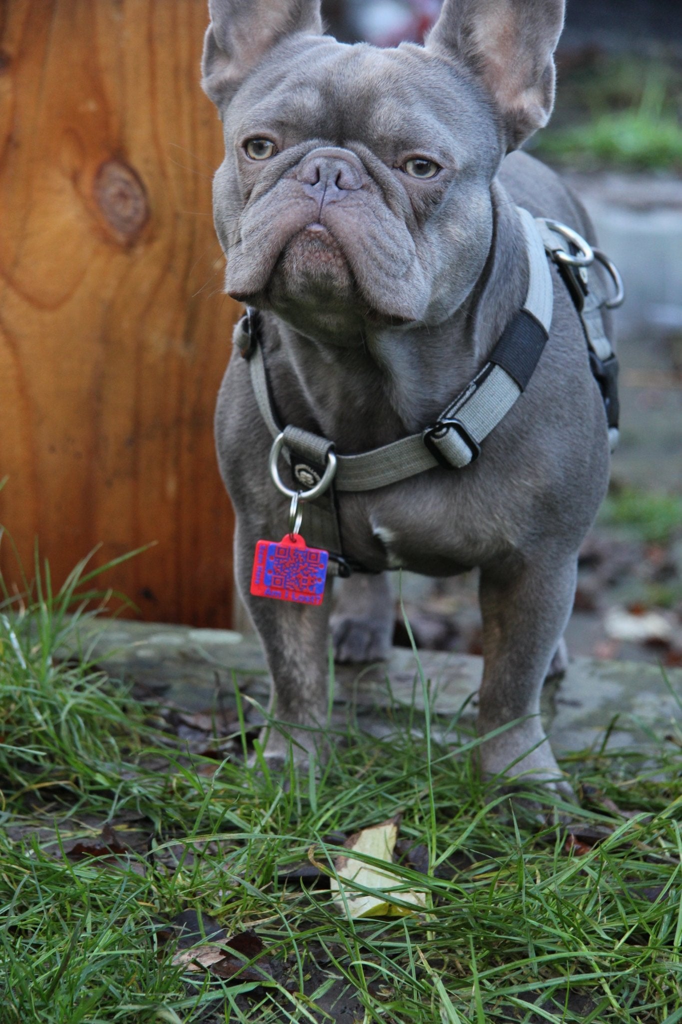 Smart QR Pet Tag - Meatball - QR code dog tag - QR code cat tag - lot pet tag tracker - pet tag tracker - lost pet help - runaway pet tracker - GPS tracker for pet - pet tag