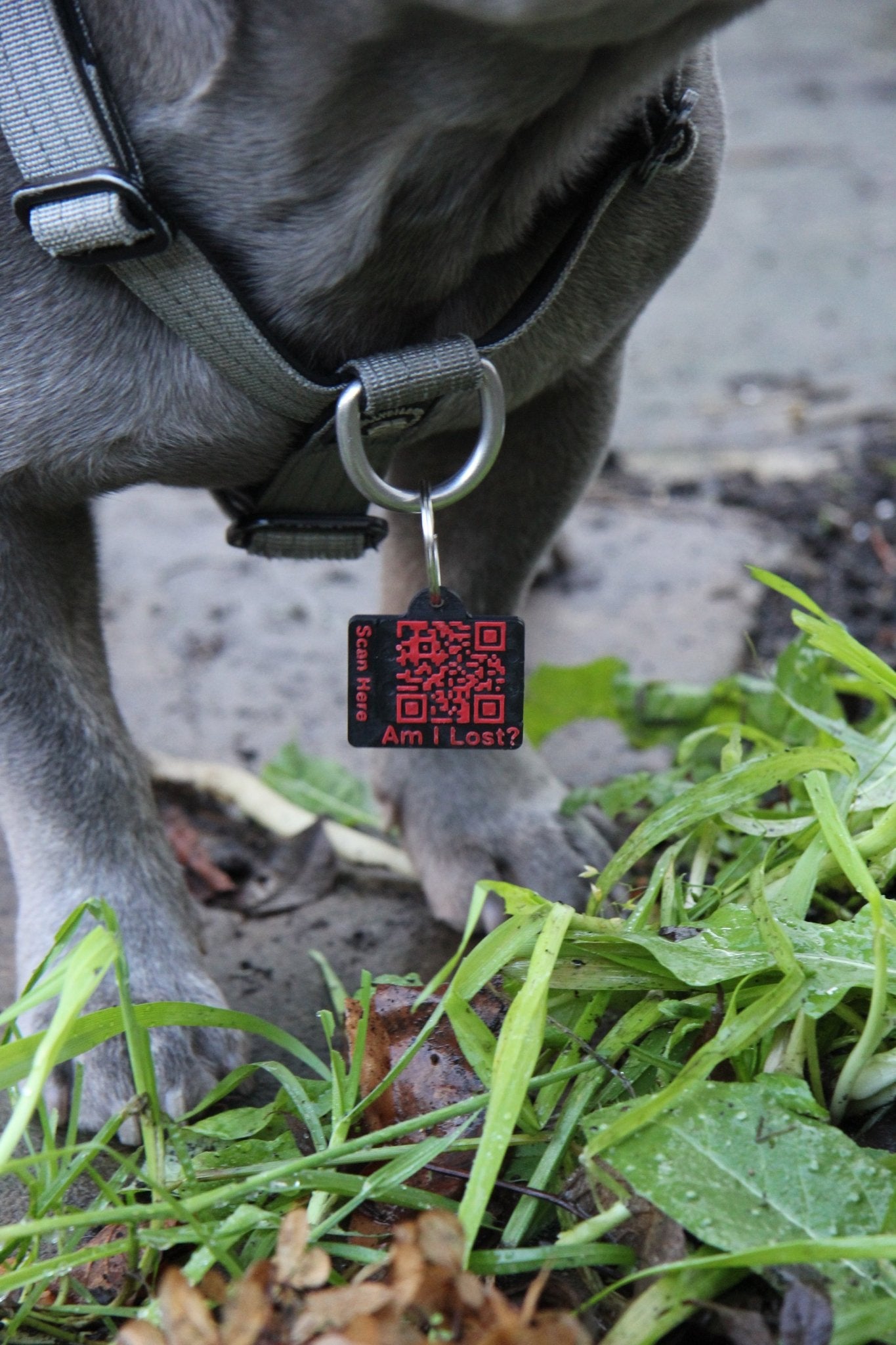Smart QR Pet Tag - Meatball - QR code dog tag - QR code cat tag - lot pet tag tracker - pet tag tracker - lost pet help - runaway pet tracker - GPS tracker for pet - pet tag