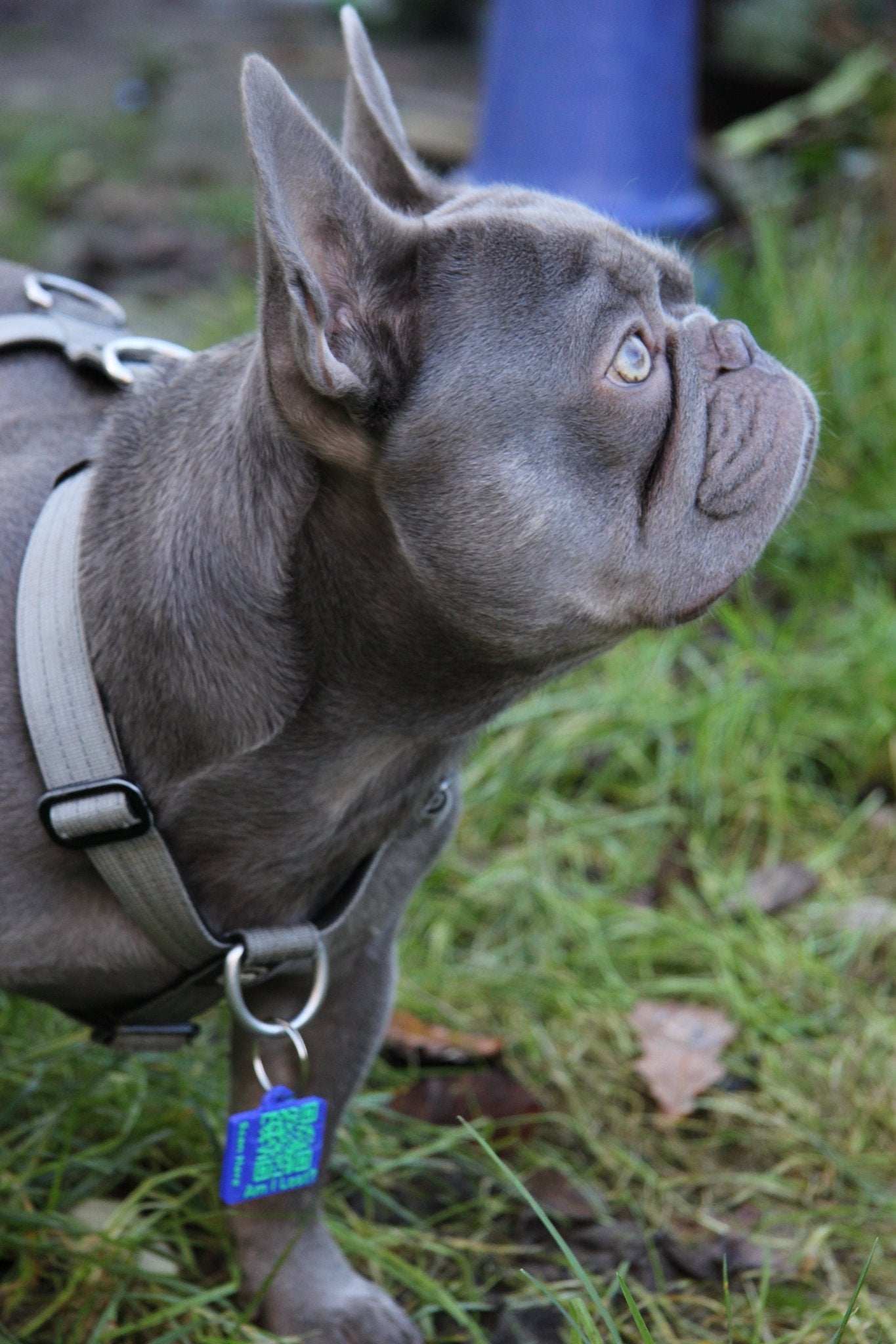 Smart QR Pet Tag - Meatball - QR code dog tag - QR code cat tag - lot pet tag tracker - pet tag tracker - lost pet help - runaway pet tracker - GPS tracker for pet - pet tag