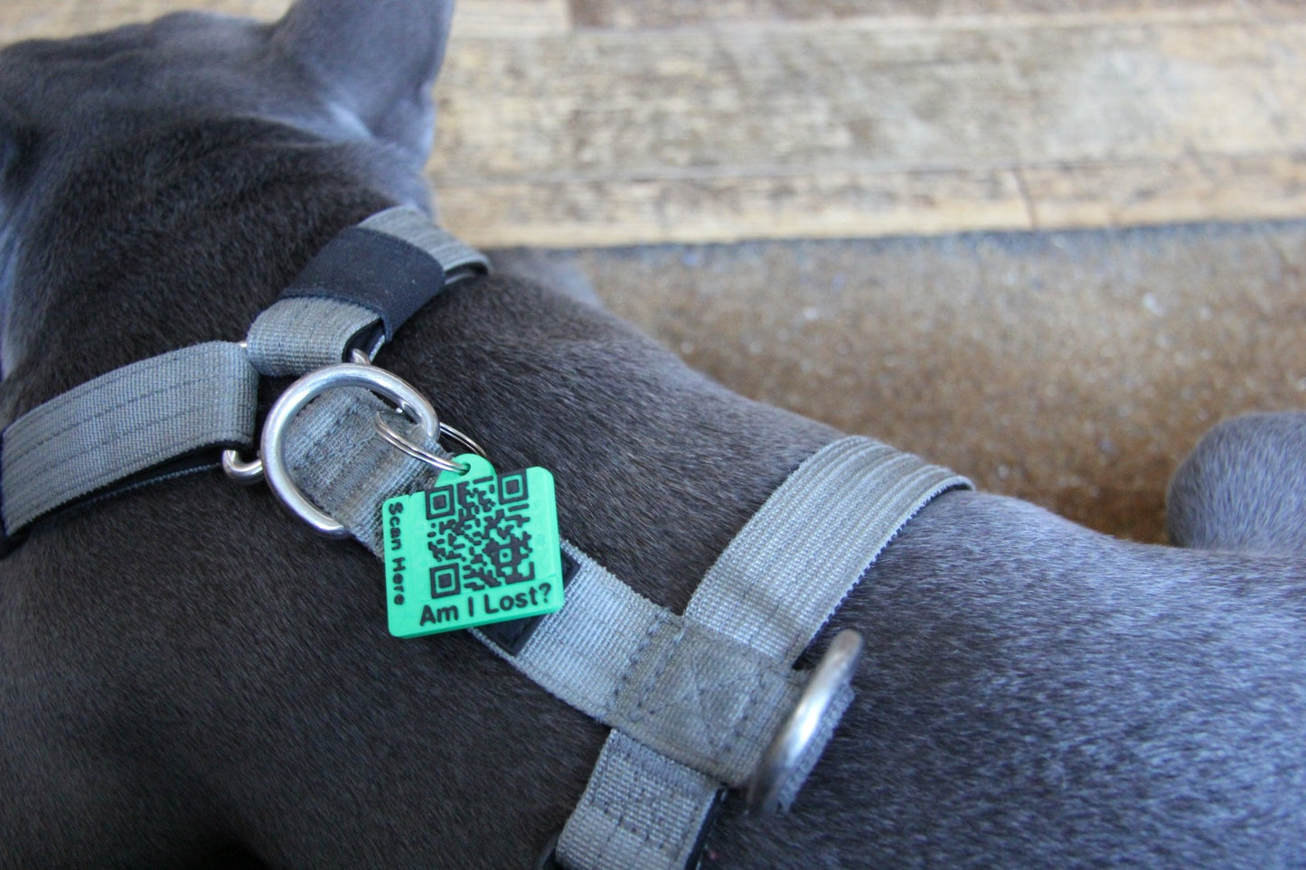 Smart QR Pet Tag - Meatball - QR code dog tag - QR code cat tag - lot pet tag tracker - pet tag tracker - lost pet help - runaway pet tracker - GPS tracker for pet - pet tag