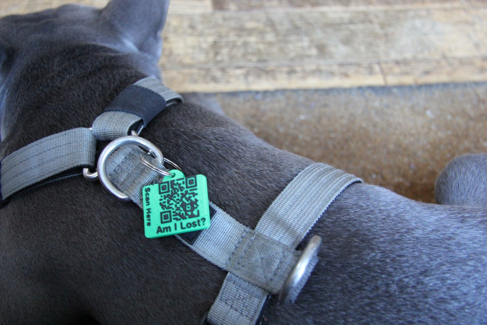 Smart QR Pet Tag - Meatball - QR code dog tag - QR code cat tag - lot pet tag tracker - pet tag tracker - lost pet help - runaway pet tracker - GPS tracker for pet - pet tag