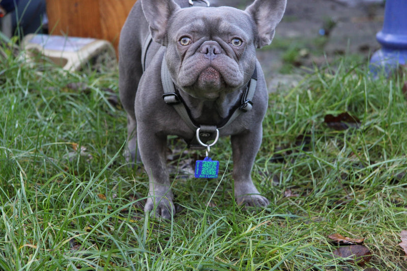 Smart QR Pet Tag - Meatball - QR code dog tag - QR code cat tag - lot pet tag tracker - pet tag tracker - lost pet help - runaway pet tracker - GPS tracker for pet - pet tag