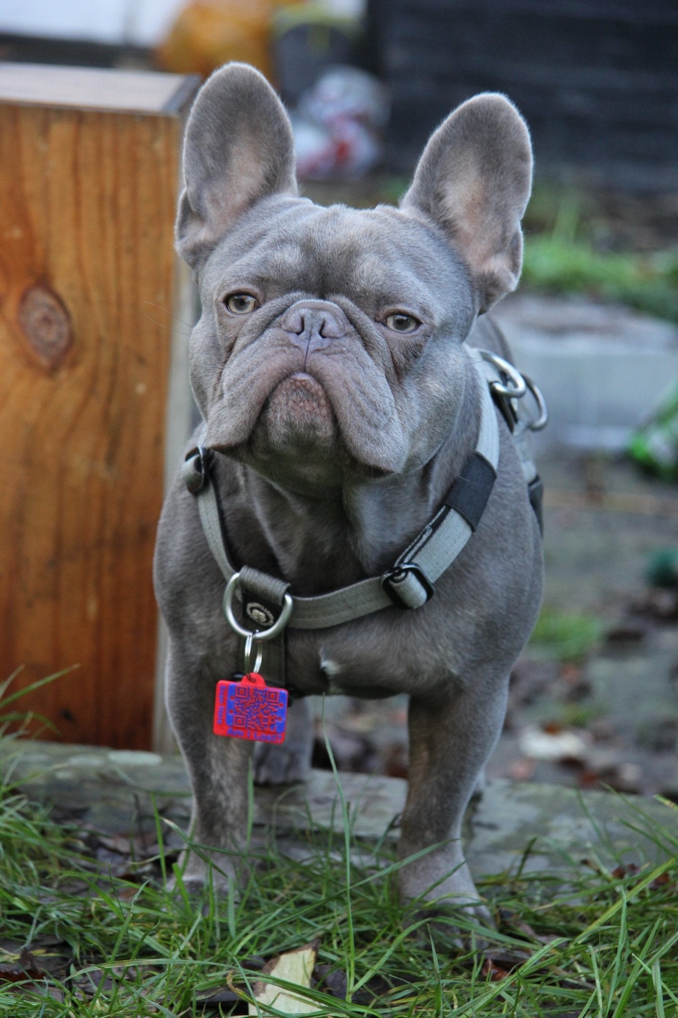 Smart QR Pet Tag - Meatball - QR code dog tag - QR code cat tag - lot pet tag tracker - pet tag tracker - lost pet help - runaway pet tracker - GPS tracker for pet - pet tag