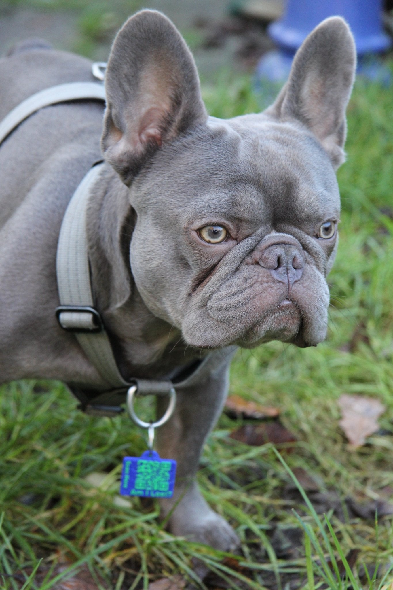 Smart QR Pet Tag - Meatball - QR code dog tag - QR code cat tag - lot pet tag tracker - pet tag tracker - lost pet help - runaway pet tracker - GPS tracker for pet - pet tag