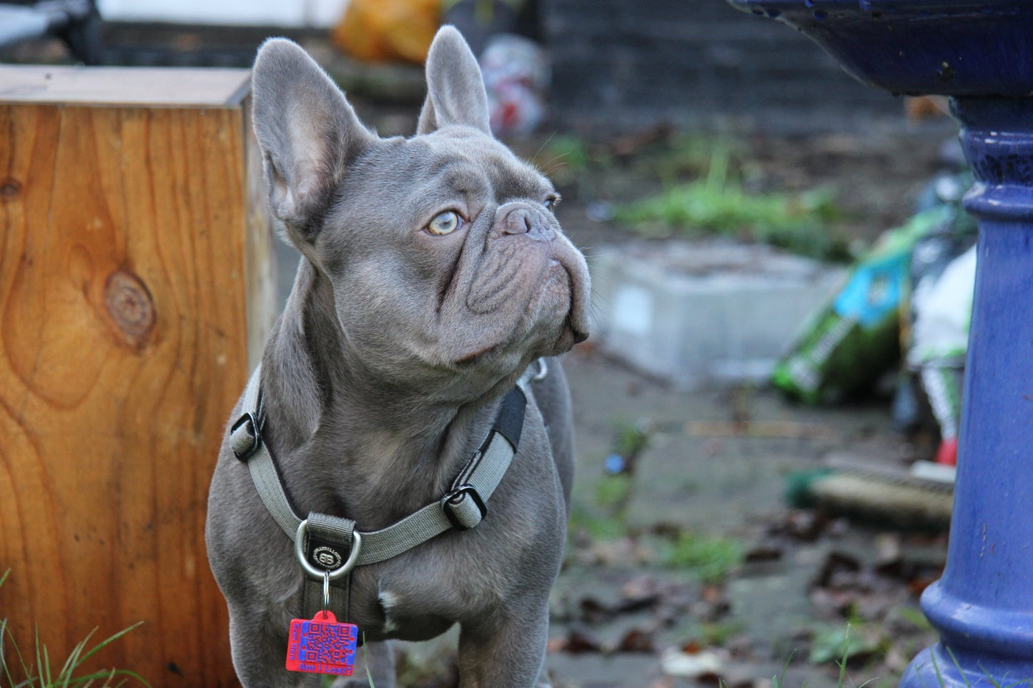 Smart QR Pet Tag - Meatball - QR code dog tag - QR code cat tag - lot pet tag tracker - pet tag tracker - lost pet help - runaway pet tracker - GPS tracker for pet - pet tag