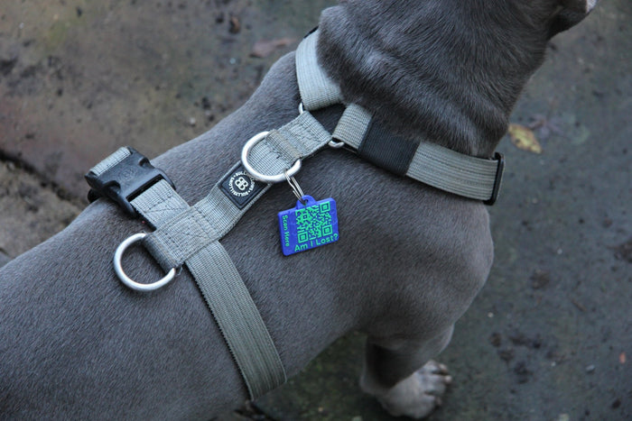 Meatball Collar Tag