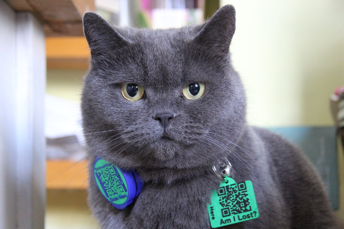 Smart QR Pet Tag - Meatball - QR code dog tag - QR code cat tag - lot pet tag tracker - pet tag tracker - lost pet help - runaway pet tracker - GPS tracker for pet - pet tag