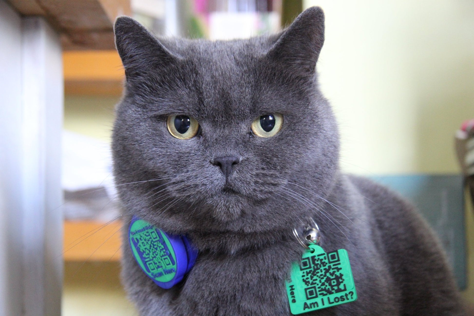 Smart QR Pet Tag - Meatball - QR code dog tag - QR code cat tag - lot pet tag tracker - pet tag tracker - lost pet help - runaway pet tracker - GPS tracker for pet - pet tag