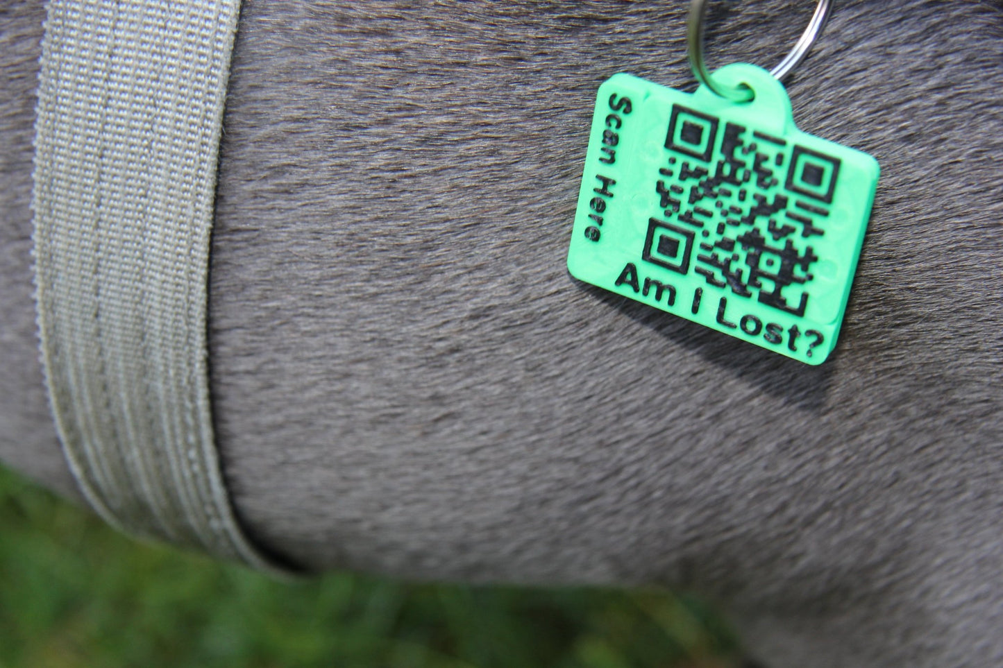 Smart QR Pet Tag - Meatball - QR code dog tag - QR code cat tag - lot pet tag tracker - pet tag tracker - lost pet help - runaway pet tracker - GPS tracker for pet - pet tag