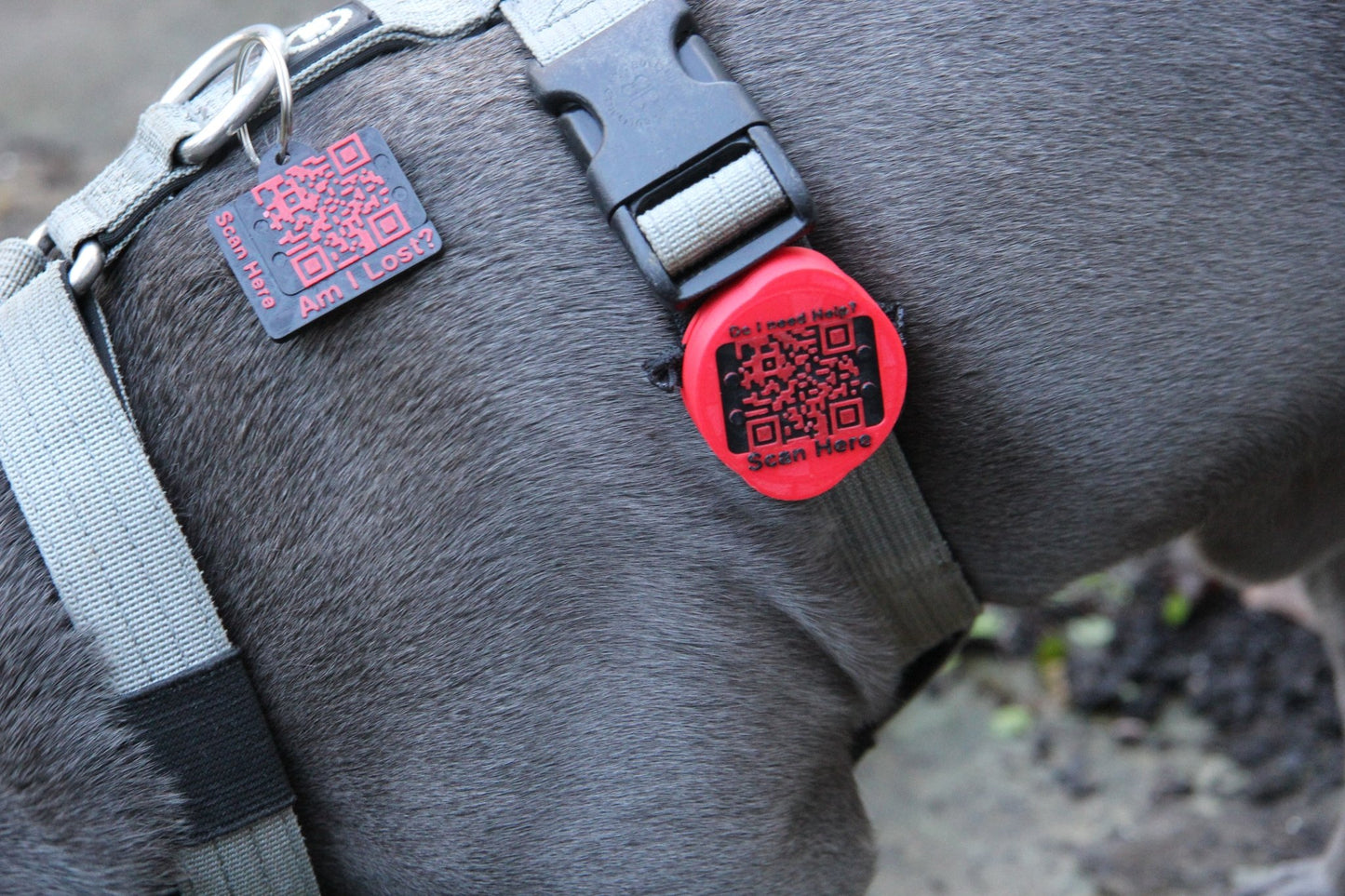 Waterproof AirTag Holder - Meatball - QR code dog tag - QR code cat tag - lot pet tag tracker - pet tag tracker - lost pet help - runaway pet tracker - GPS tracker for pet - pet tag