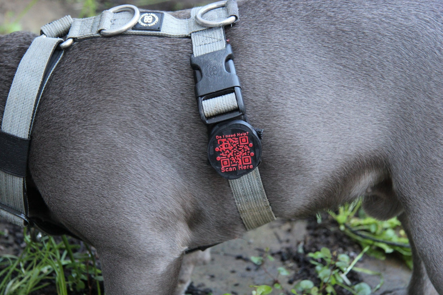 Waterproof AirTag Holder - Meatball - QR code dog tag - QR code cat tag - lot pet tag tracker - pet tag tracker - lost pet help - runaway pet tracker - GPS tracker for pet - pet tag