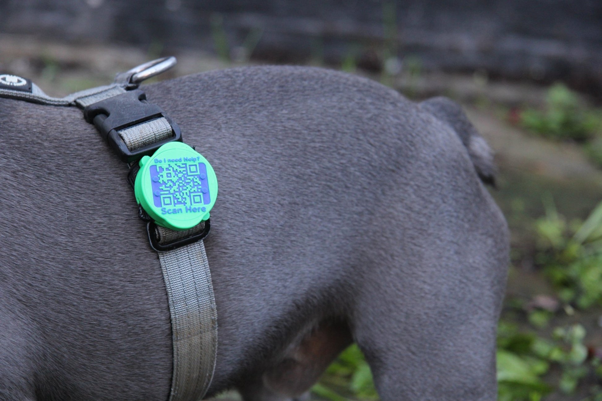 Waterproof AirTag Holder - Meatball - QR code dog tag - QR code cat tag - lot pet tag tracker - pet tag tracker - lost pet help - runaway pet tracker - GPS tracker for pet - pet tag